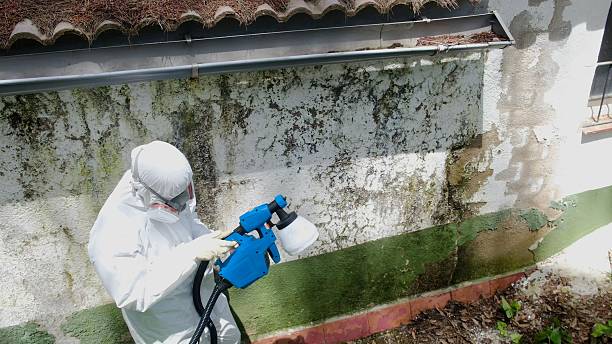 Top rated local Basement Mold Removal specialists in Middletown, PA